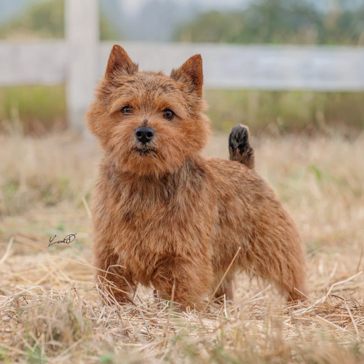 Norwich Terrier