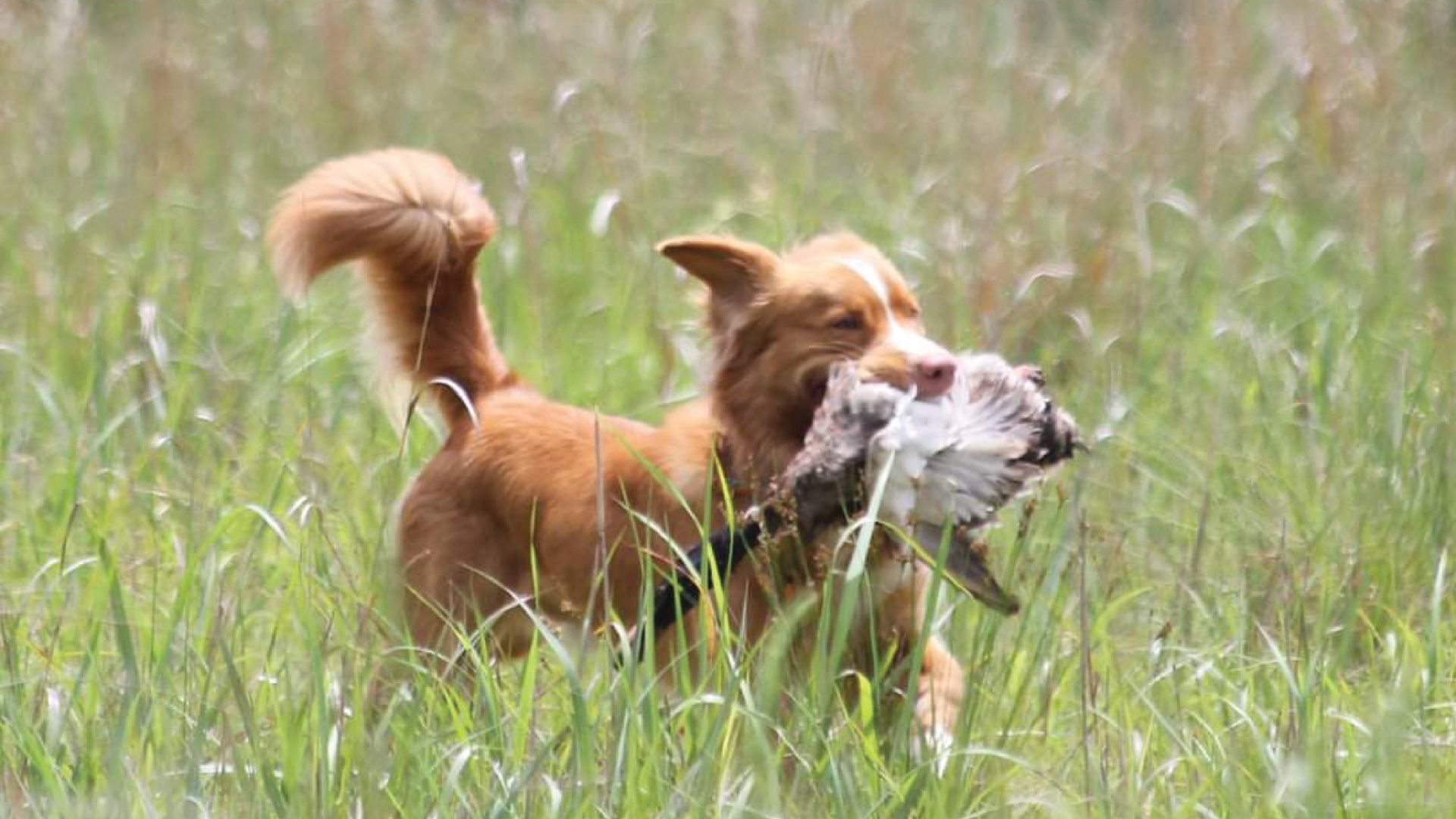 Nova Scotia Duck Tolling Retriever