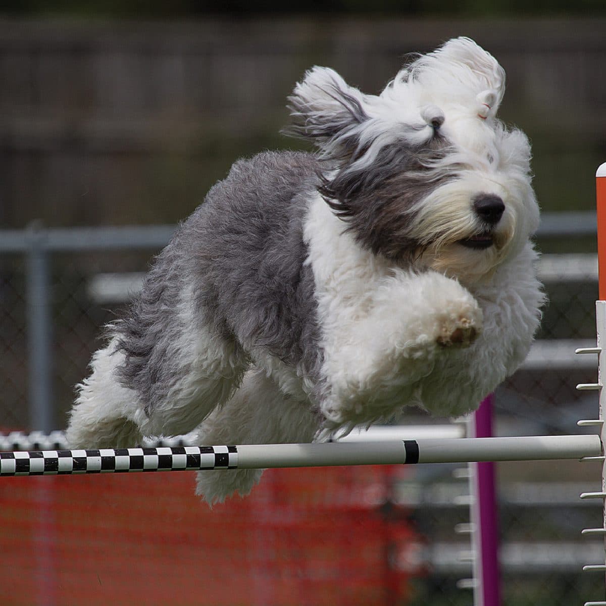 Old English Sheepdog