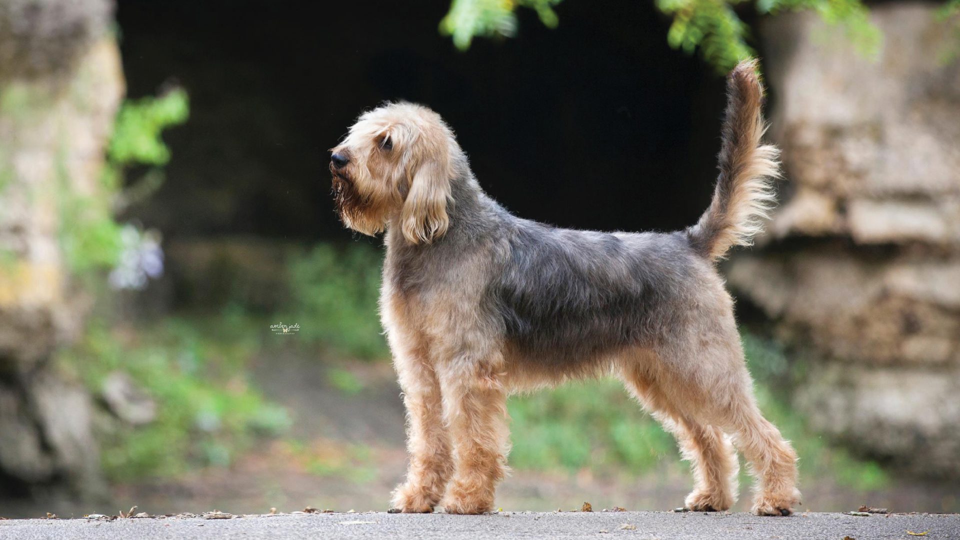 Otterhound