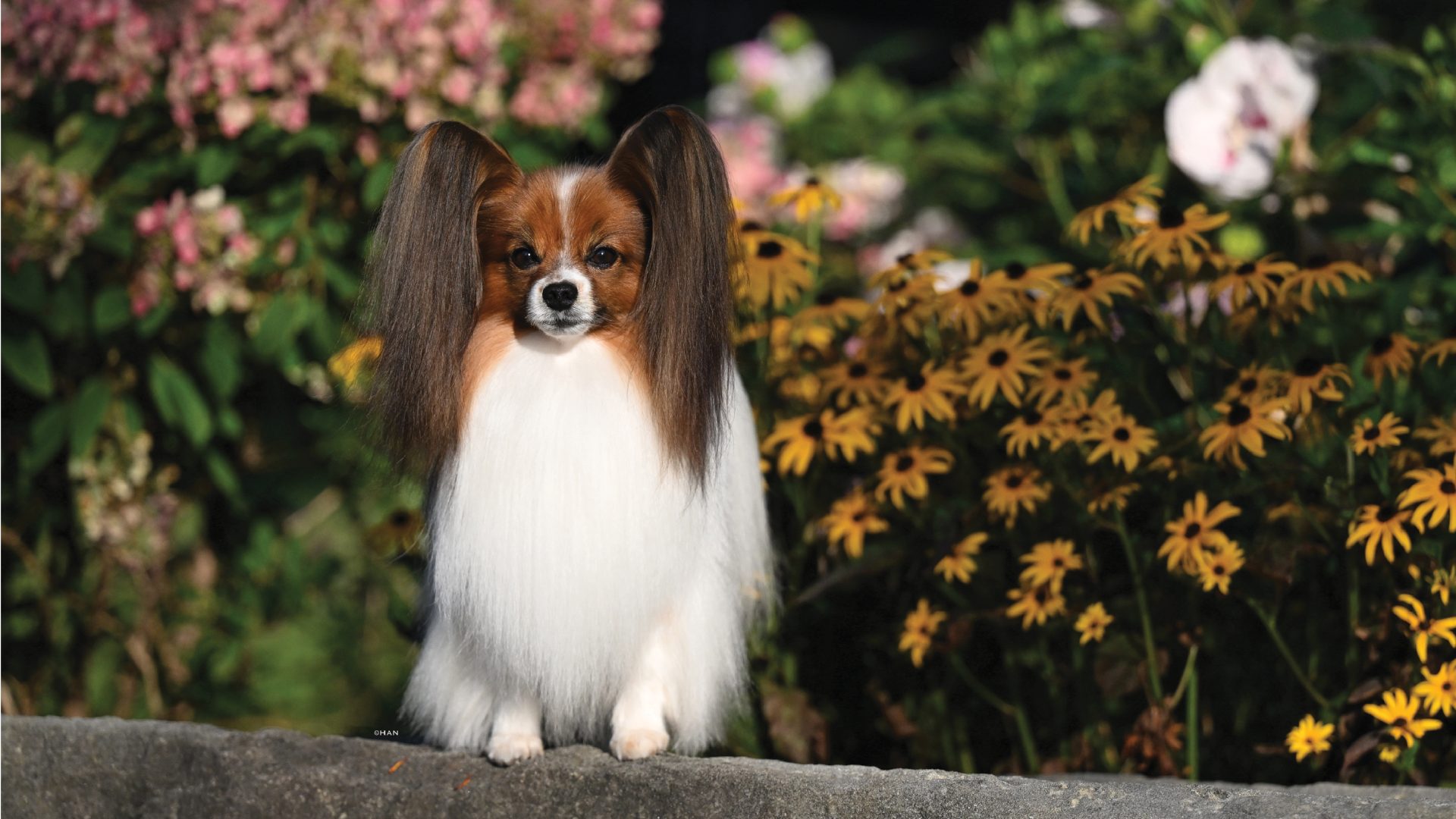 Papillon