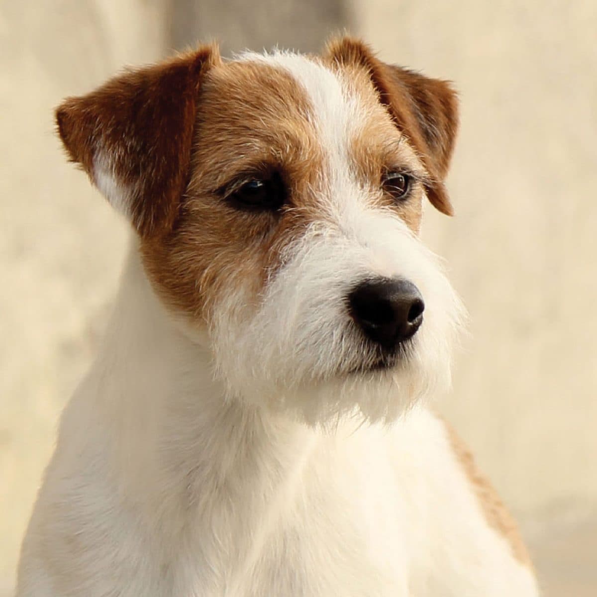 Parson Russell Terrier