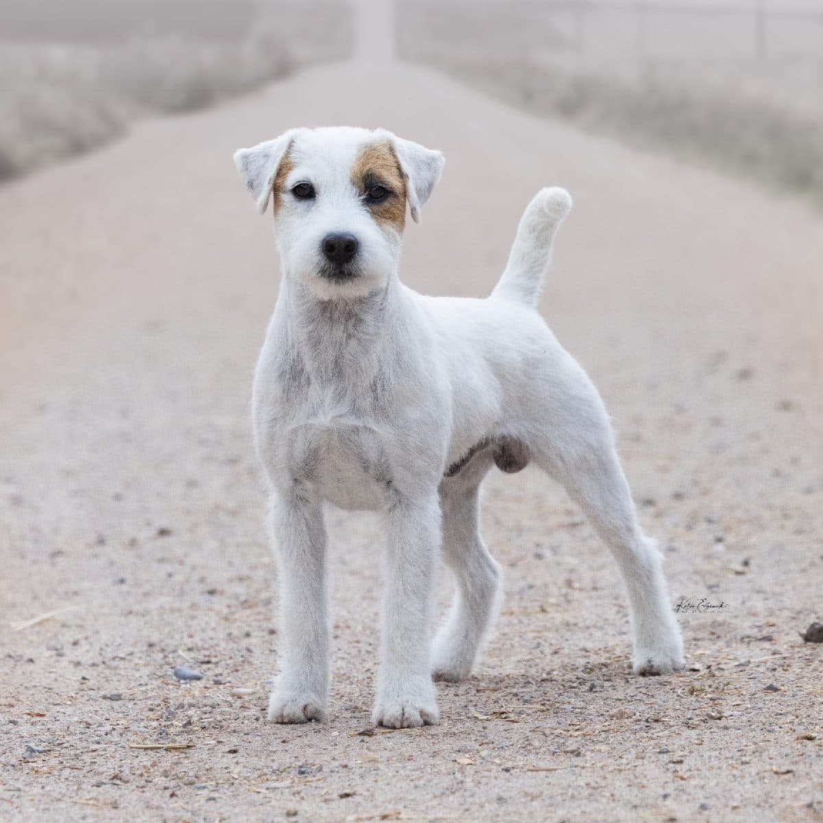 Parson Russell Terrier