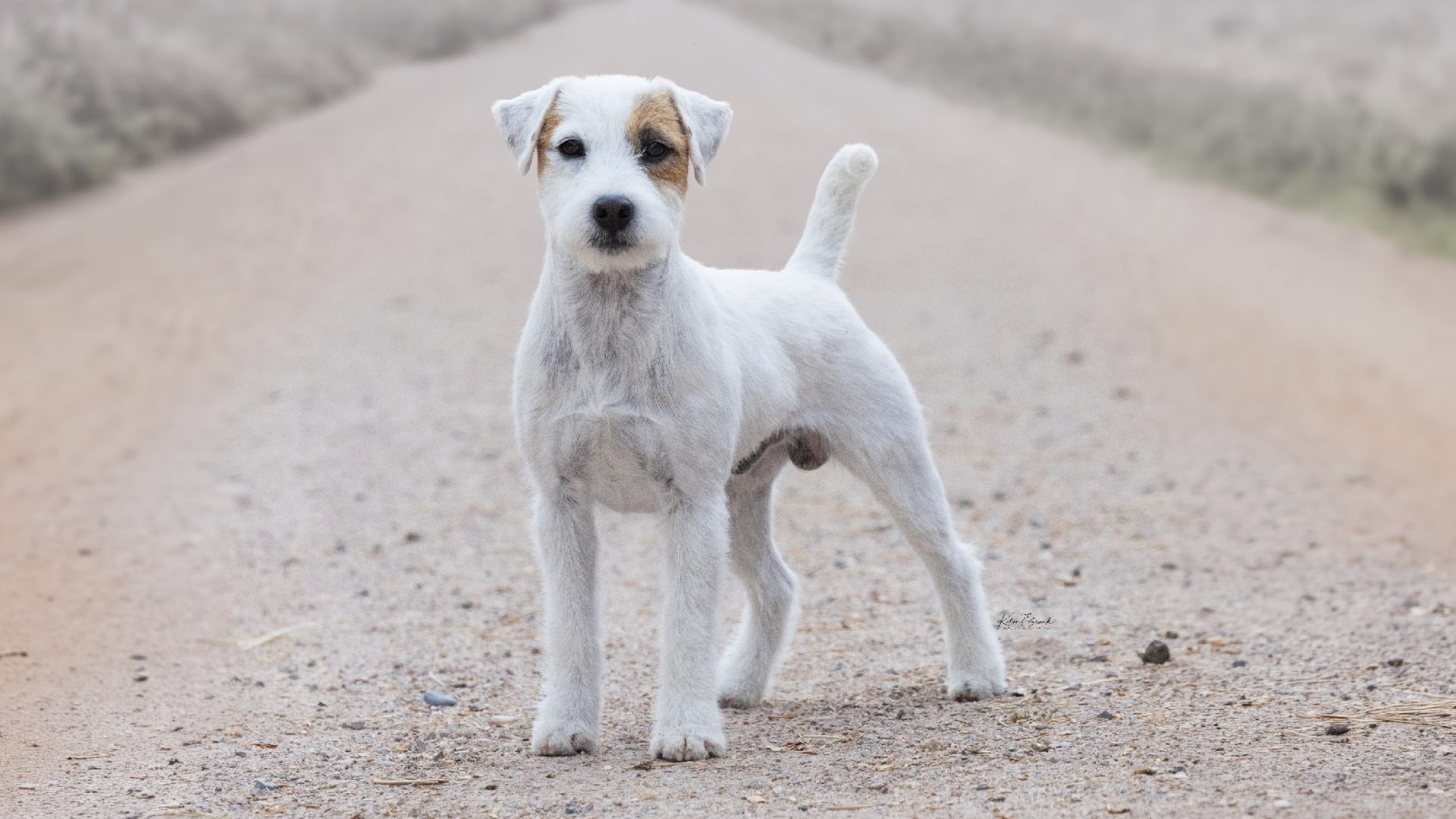 Parson Russell Terrier