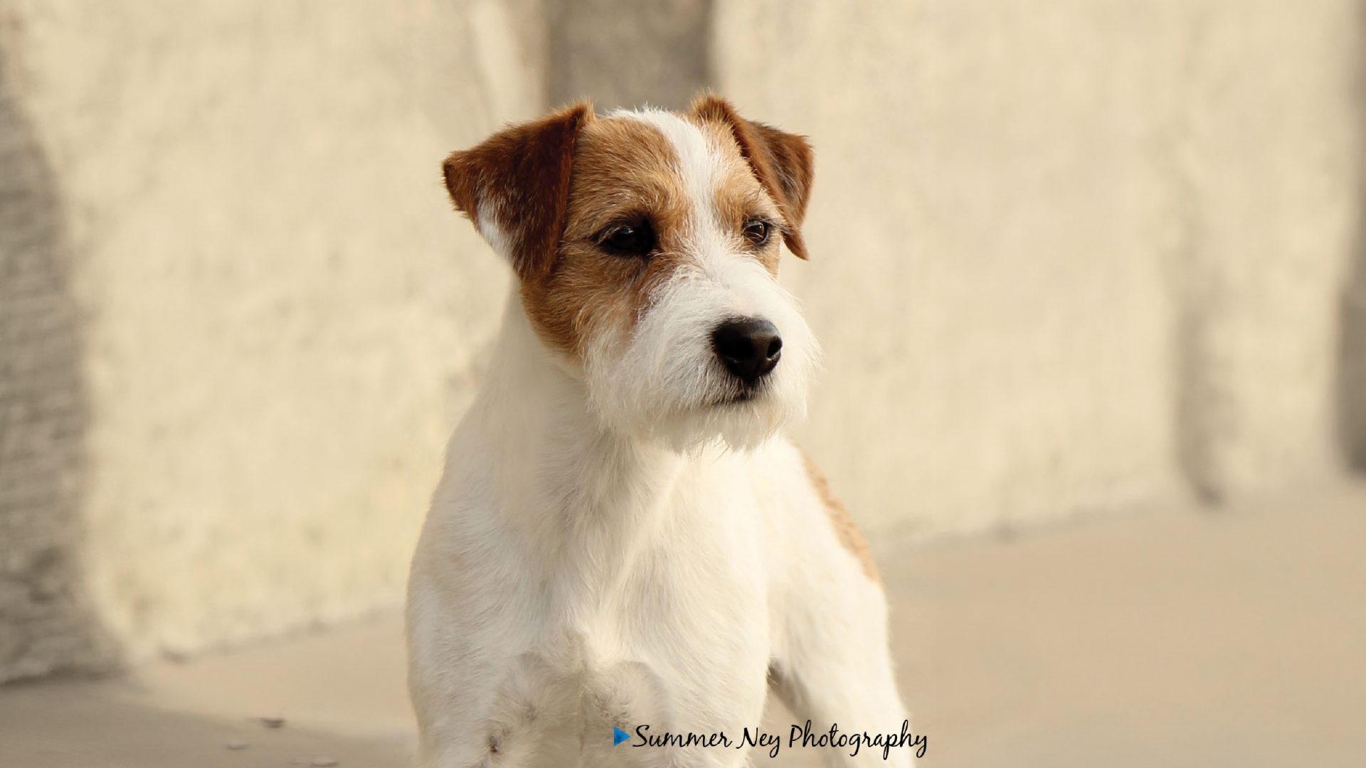 Parson Russell Terrier