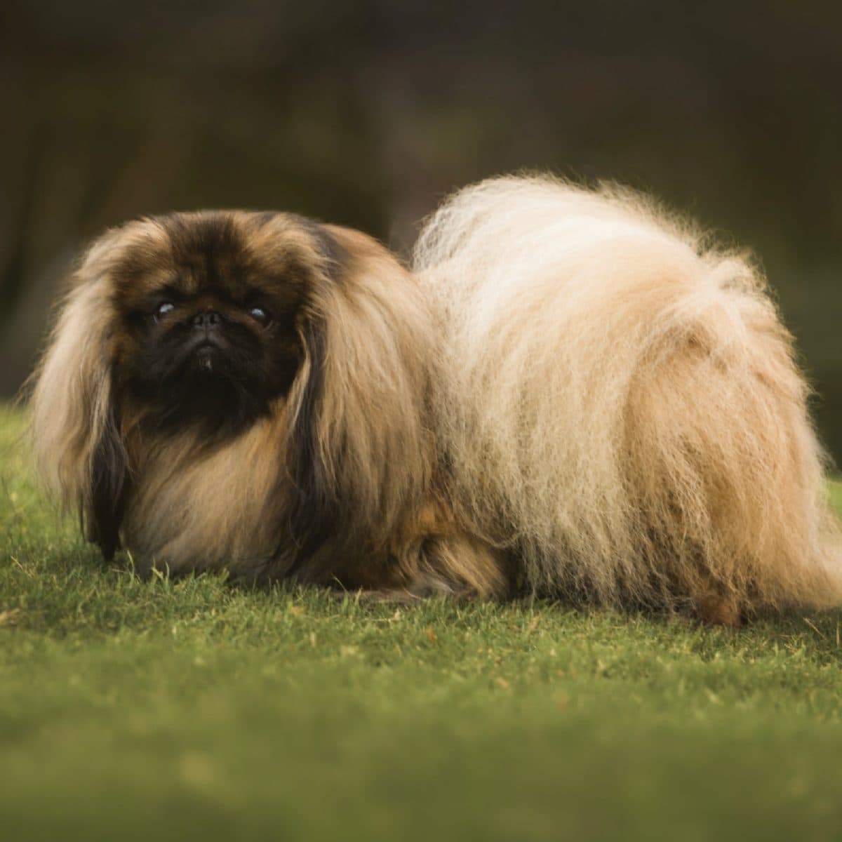 Pekingese