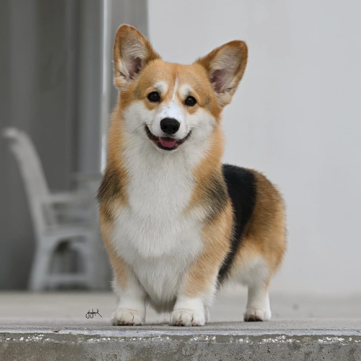 Pembroke Welsh Corgi
