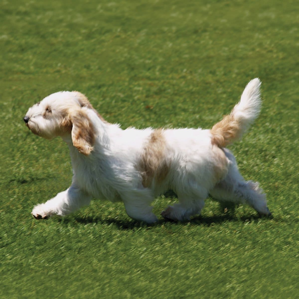 Petit Basset Griffon Vendeen