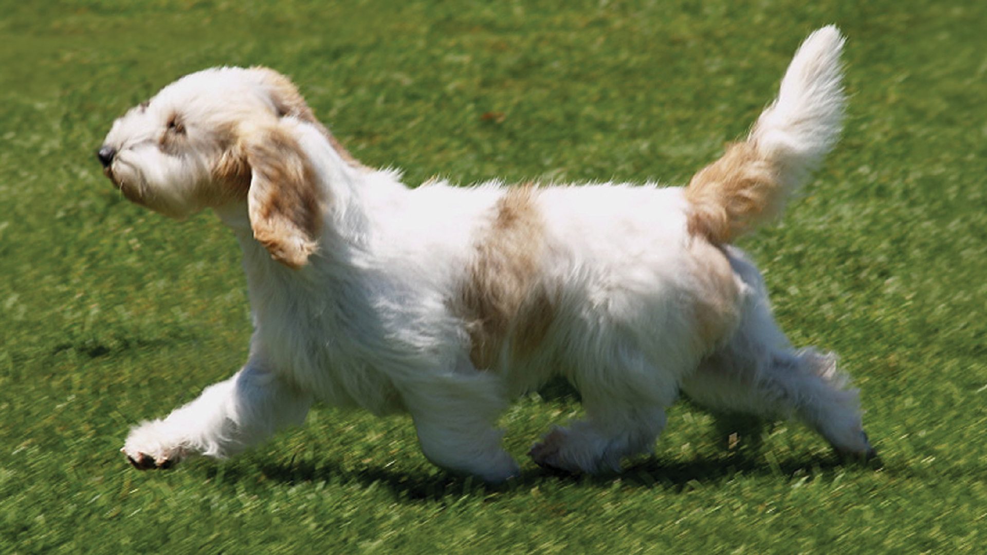 Petit Basset Griffon Vendeen
