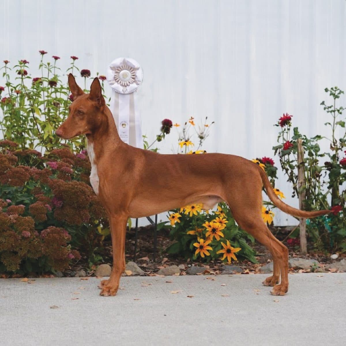 Pharaoh Hound