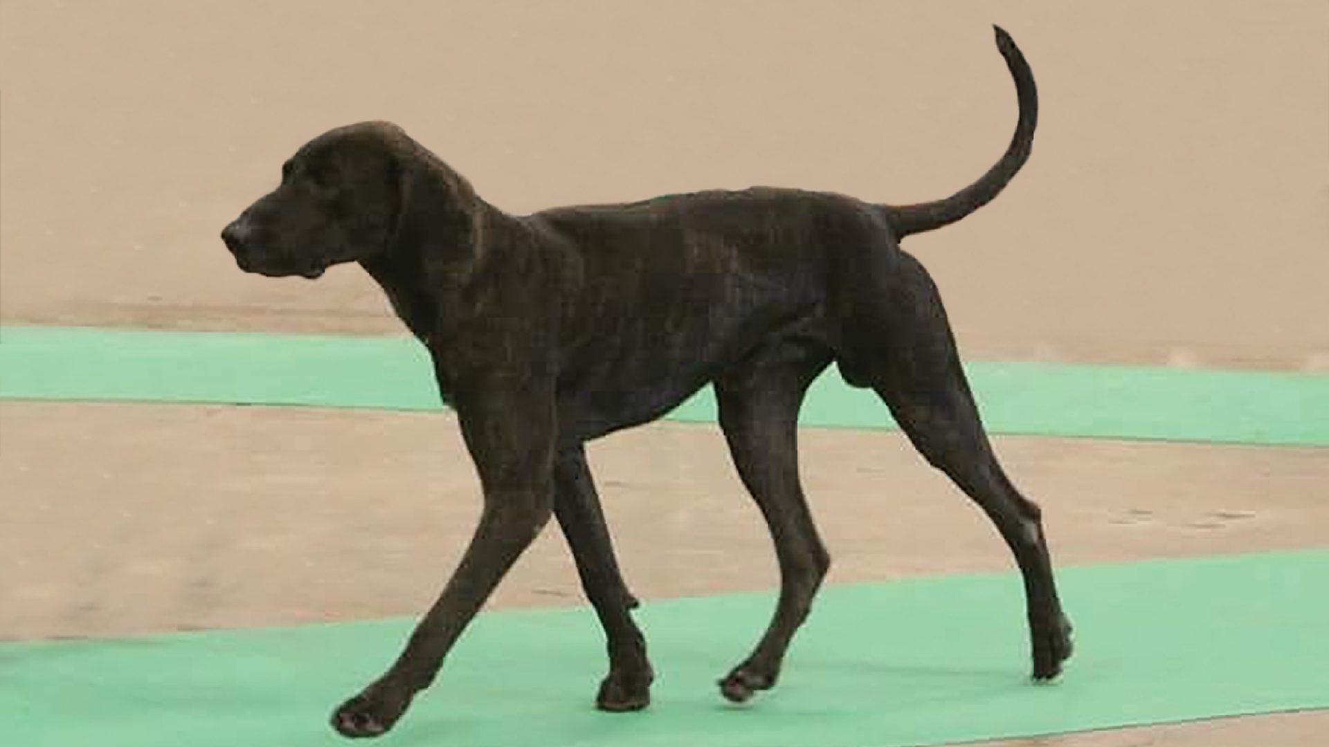 Plott Hound