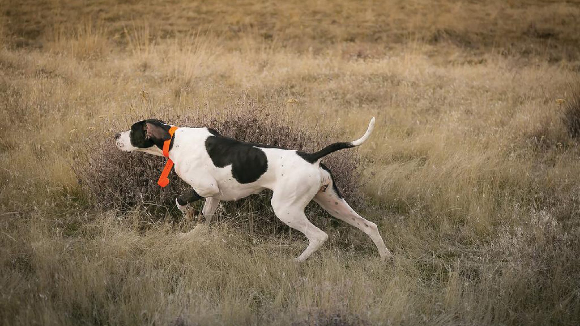 Pointer