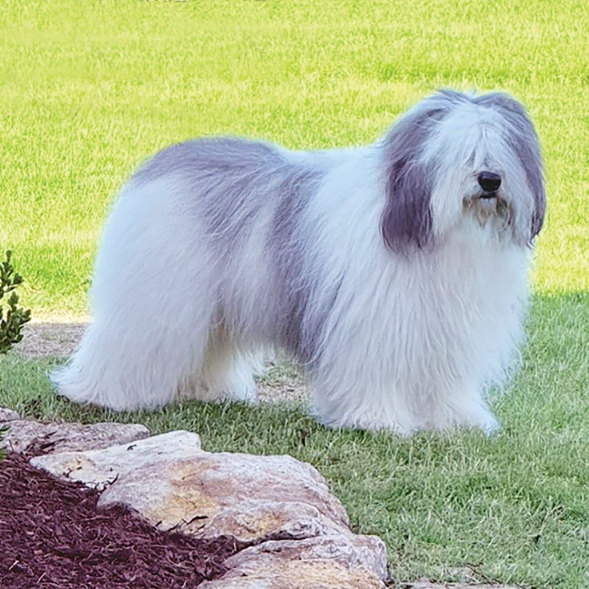 Polish Lowland Sheepdog