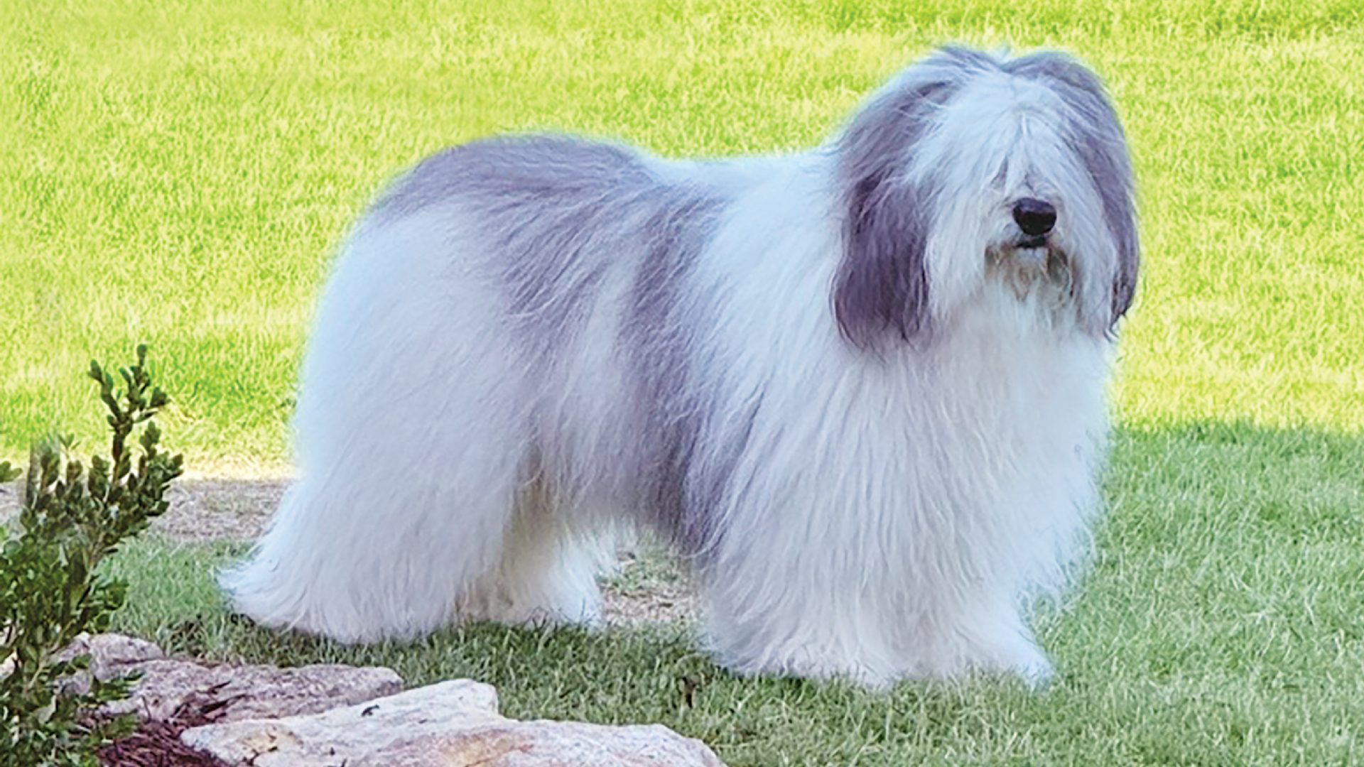 Polish Lowland Sheepdog