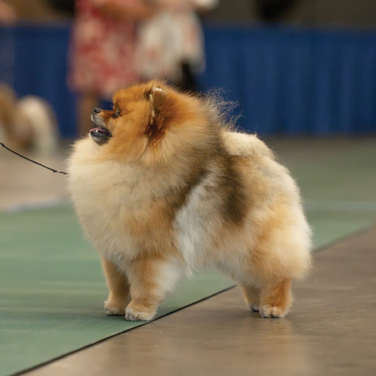 Pomeranian