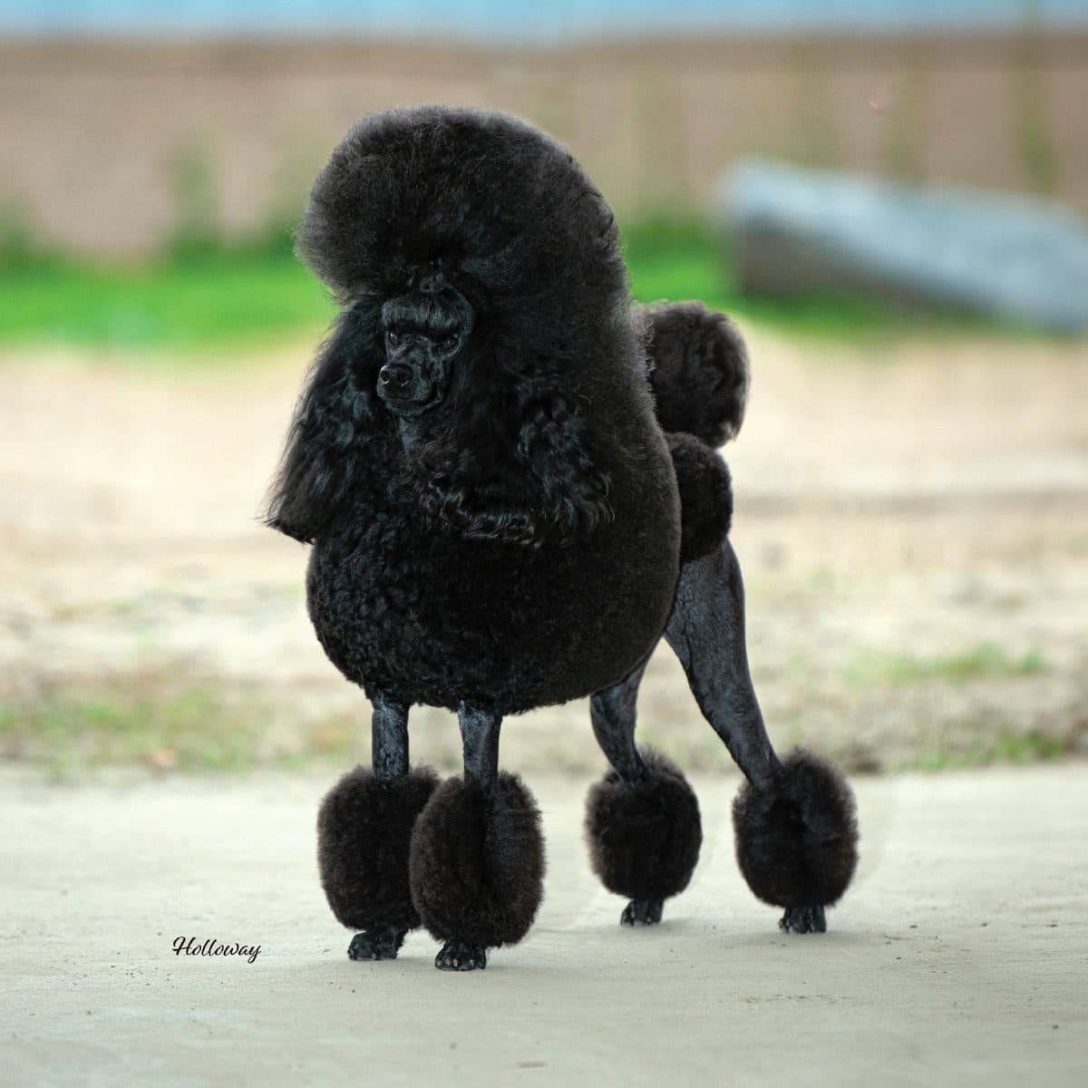 Poodle (Miniature)