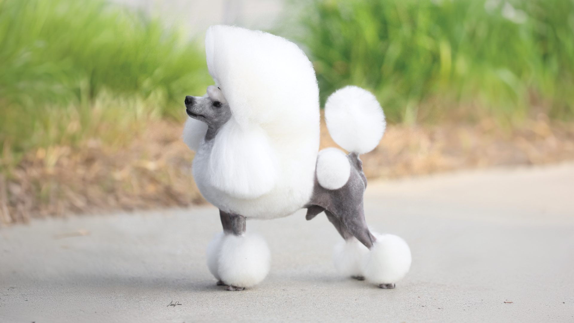Toy Poodle