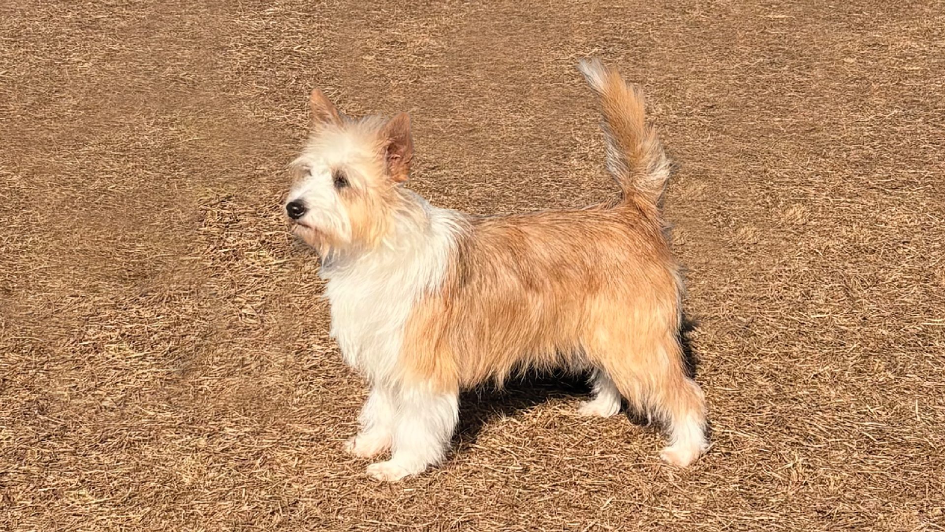 Portuguese Podengo Pequeno