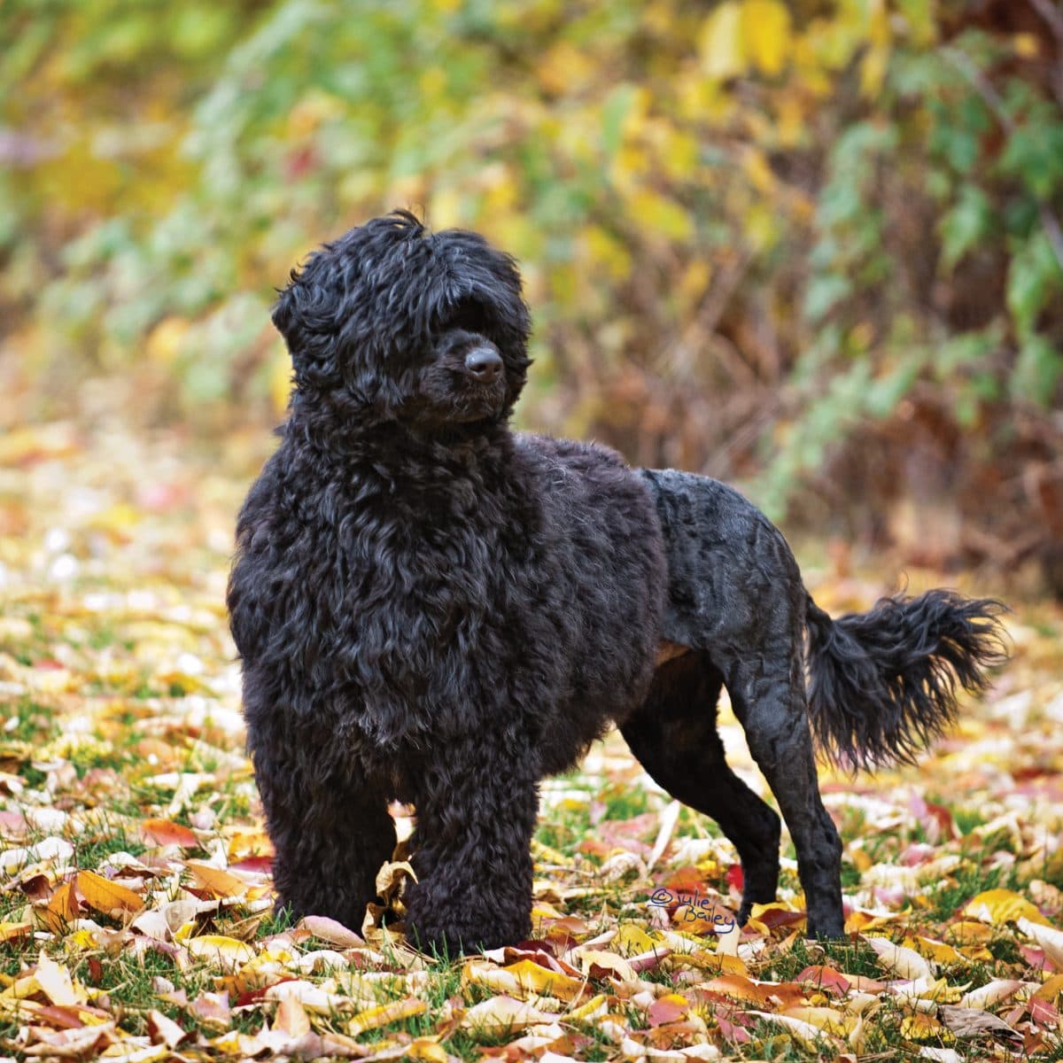 Portuguese Water Dog