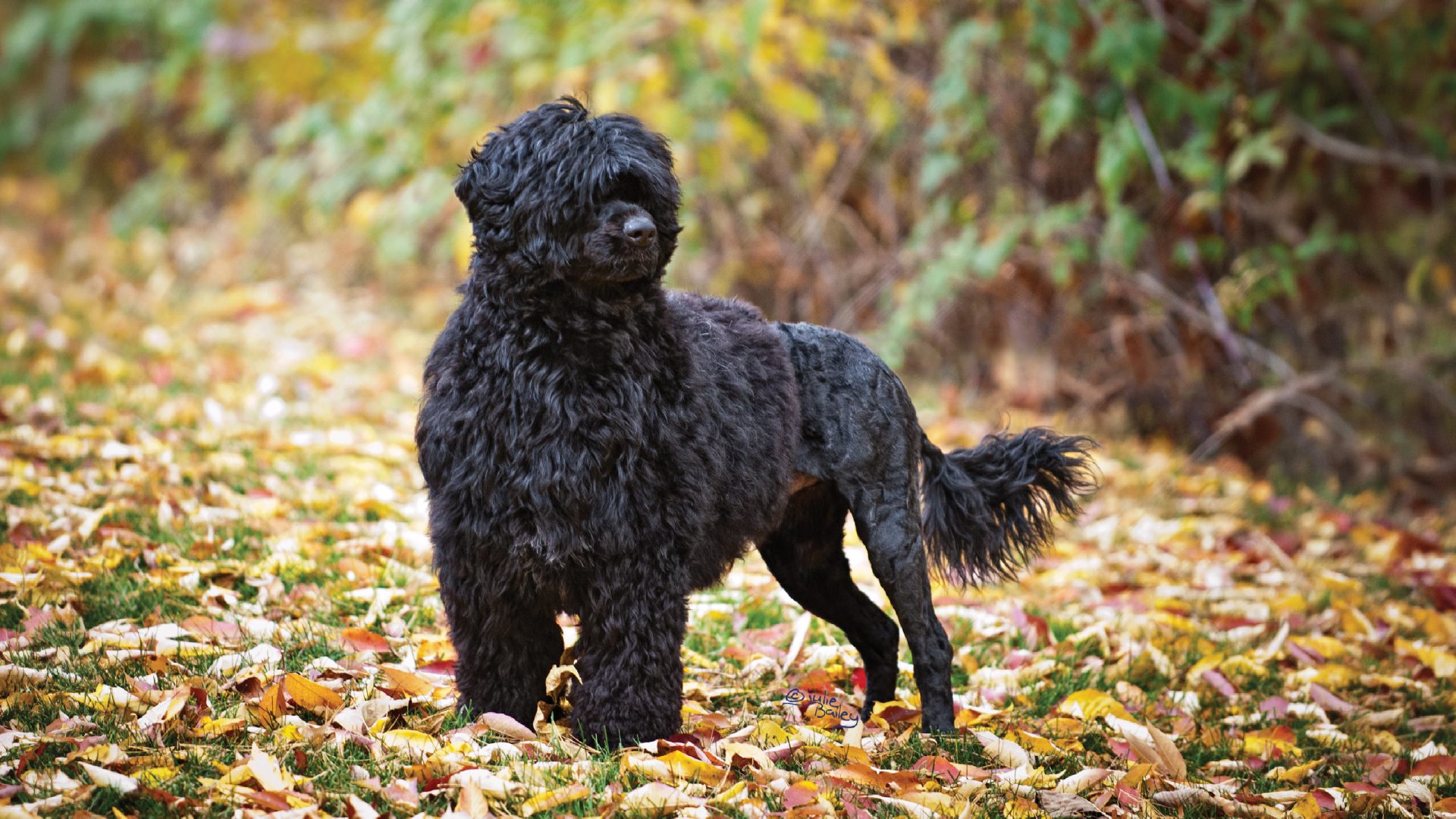 Portuguese Water Dog