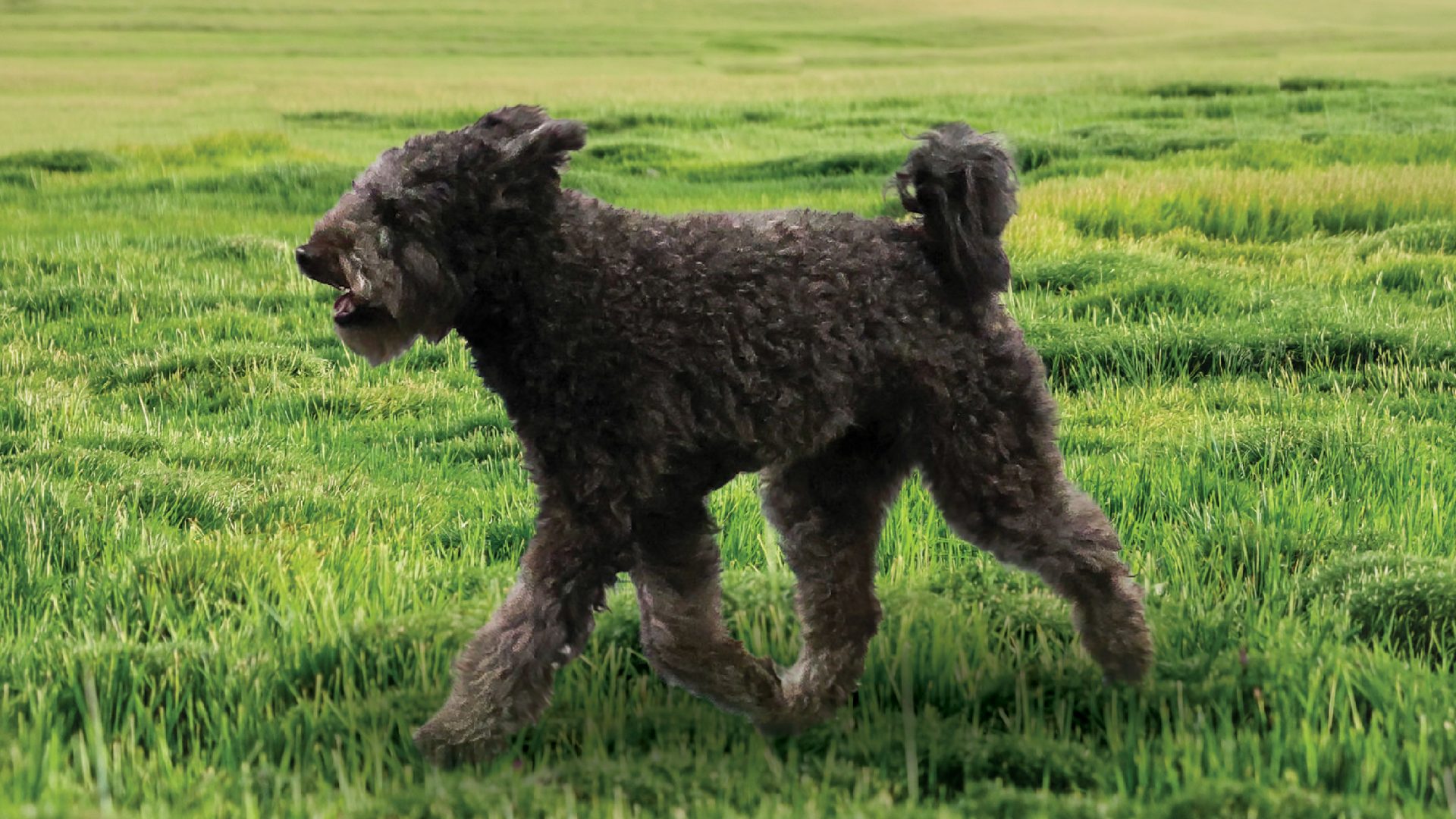 Pumi
