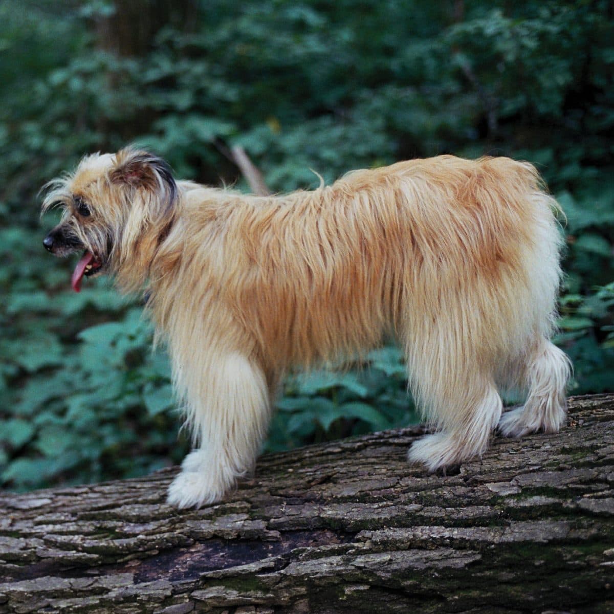 Pyrenean Shepherd