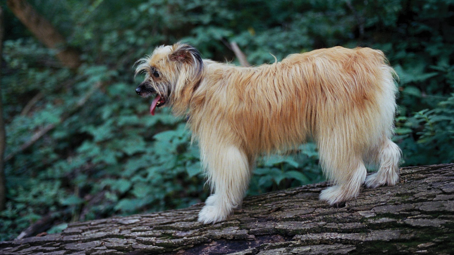 Pyrenean Shepherd