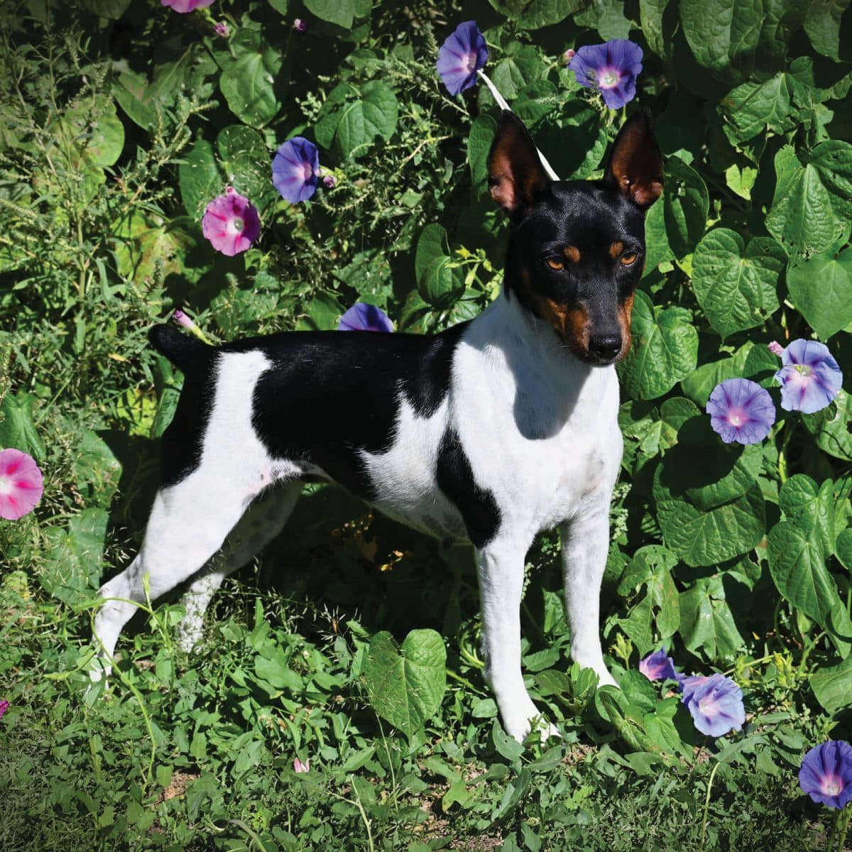 Rat Terrier