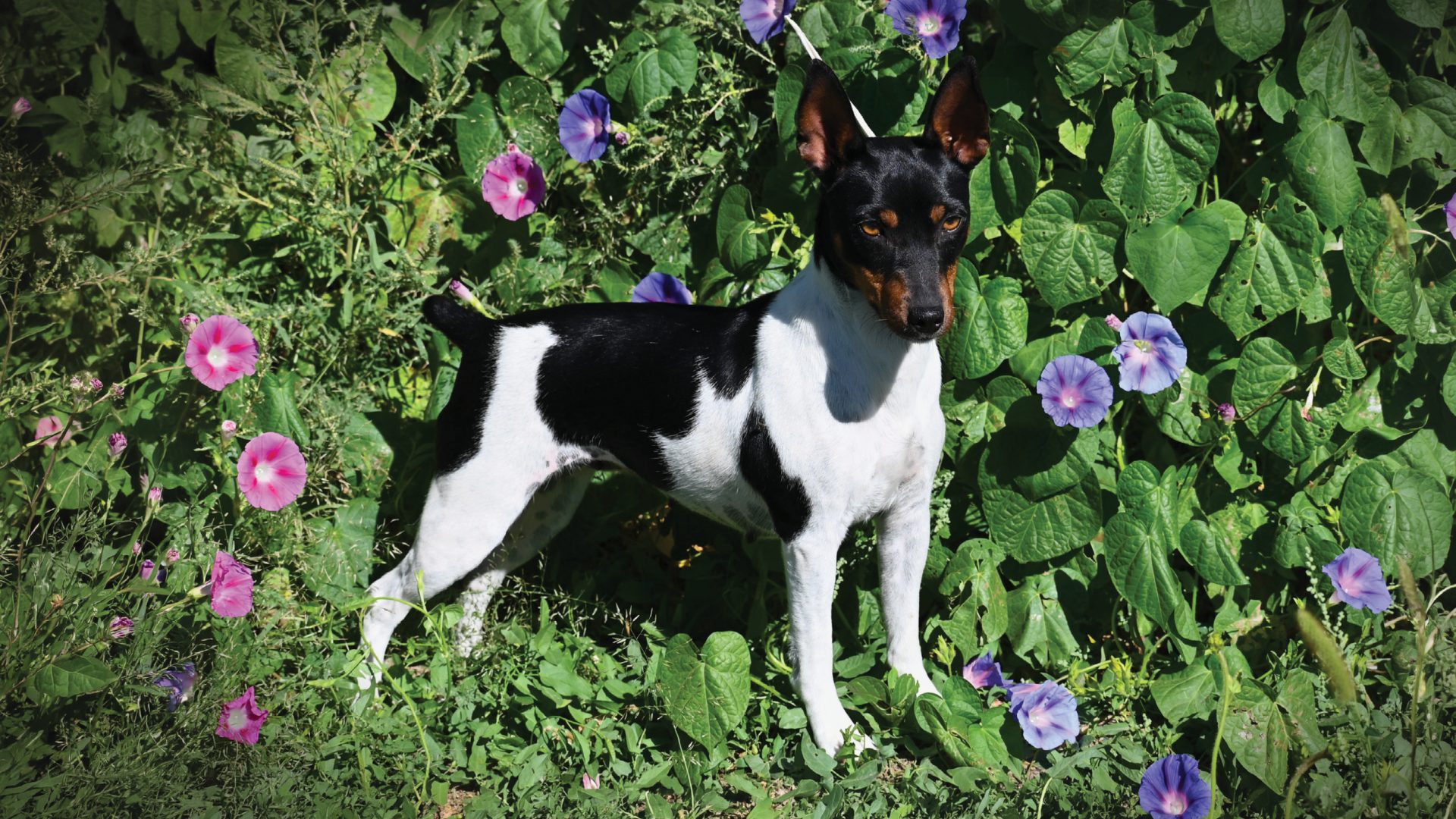 Rat Terrier