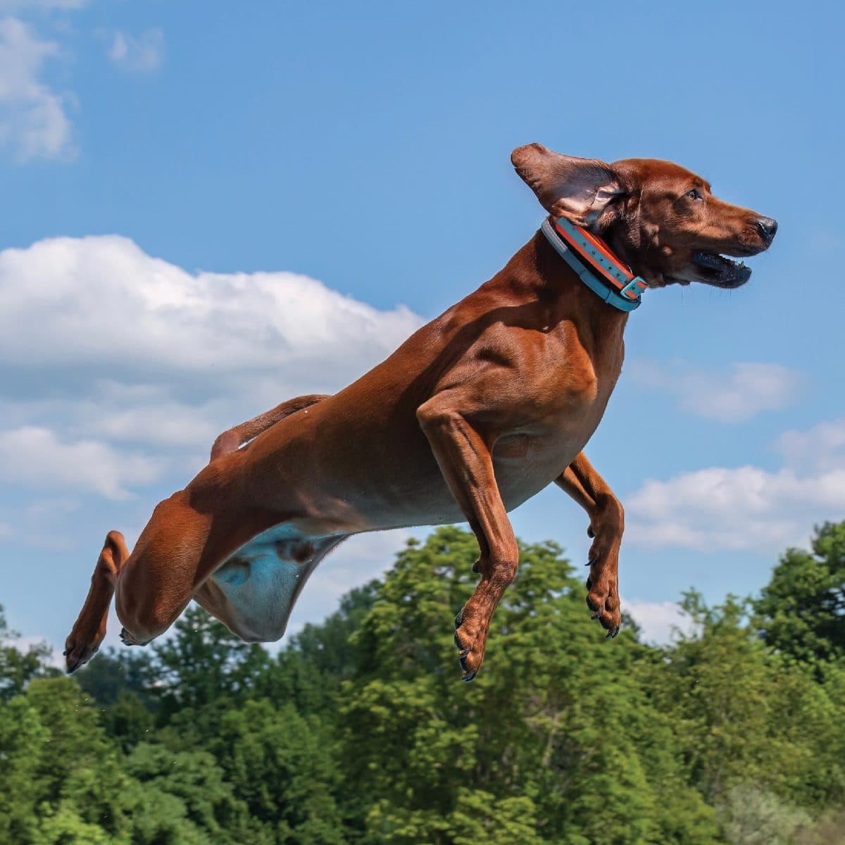 Redbone Coonhound