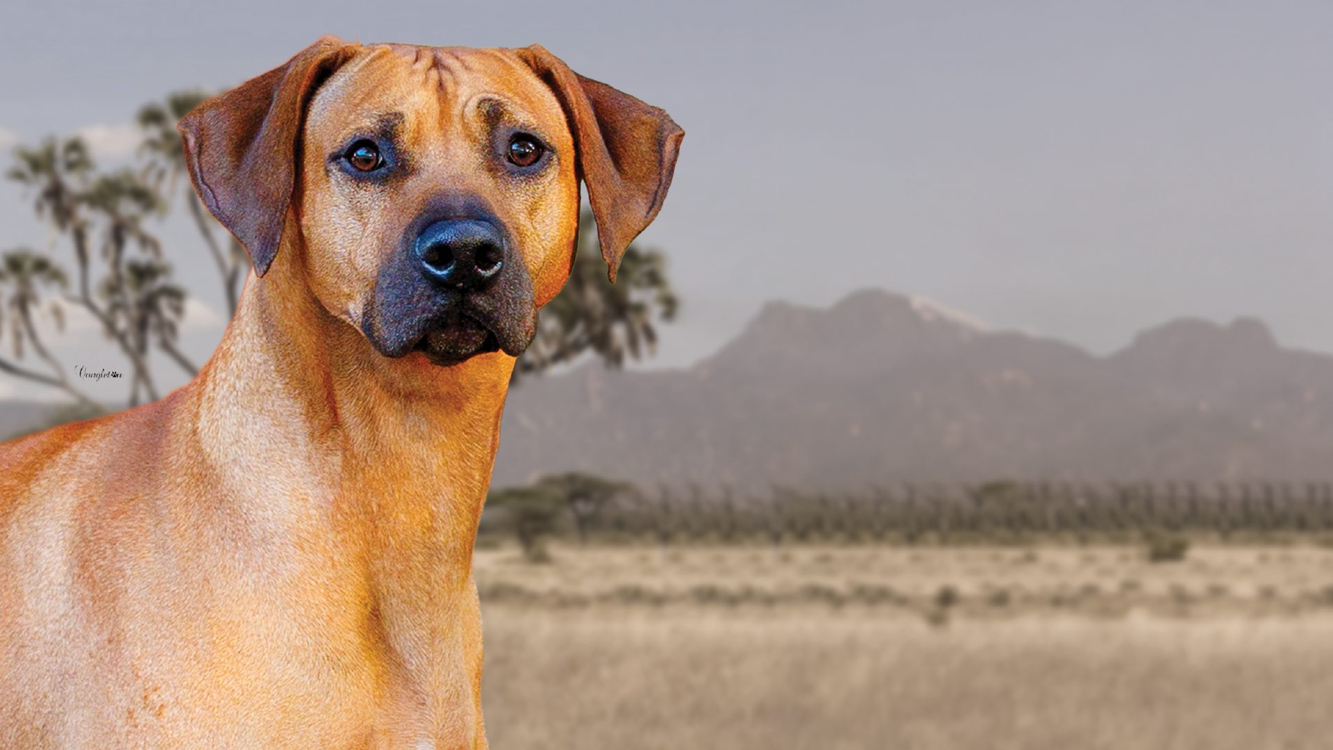 Rhodesian Ridgeback