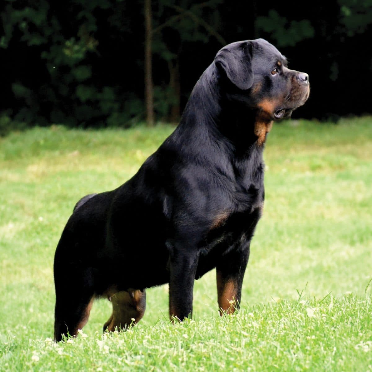 Rottweiler