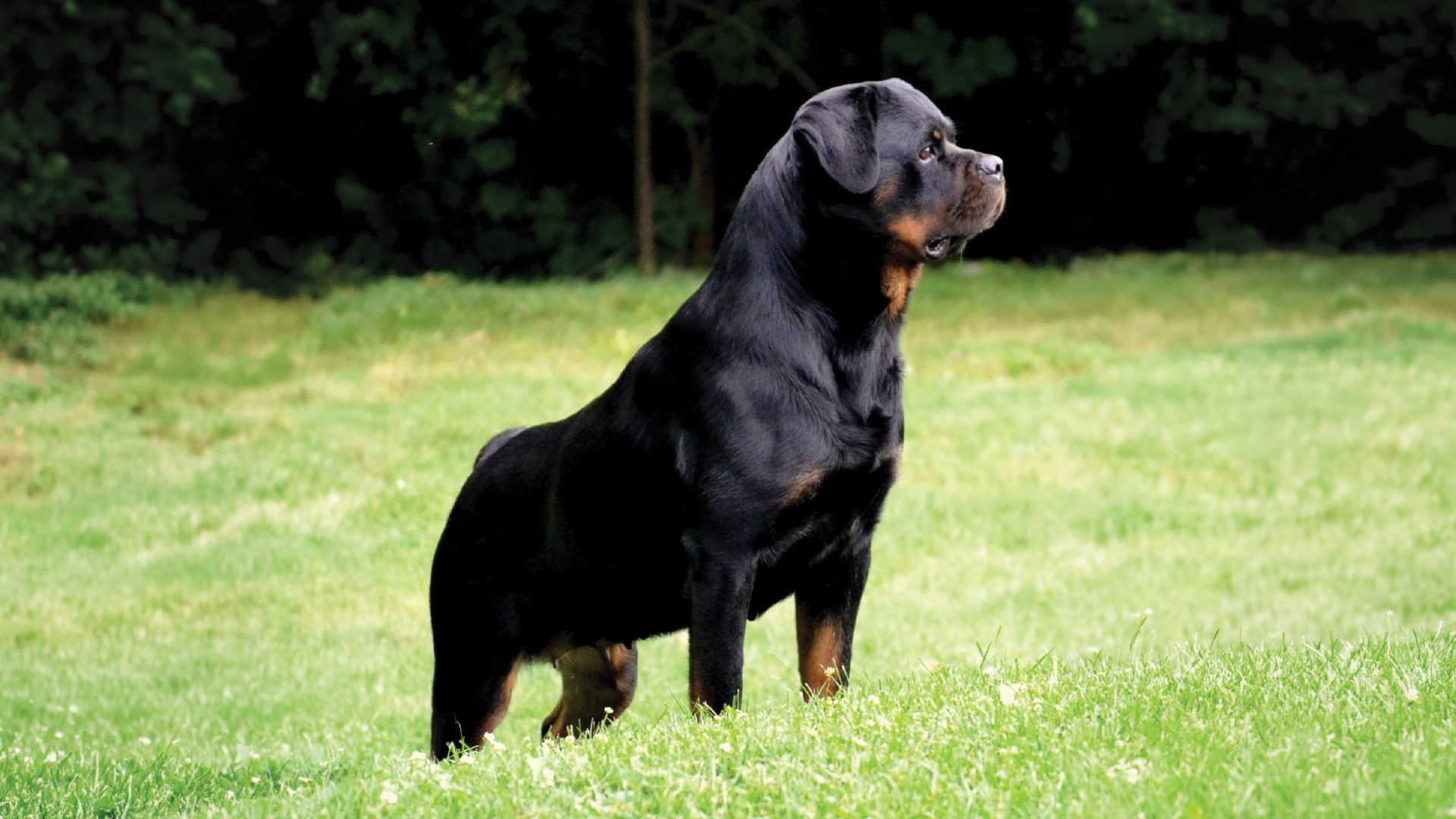 Rottweiler