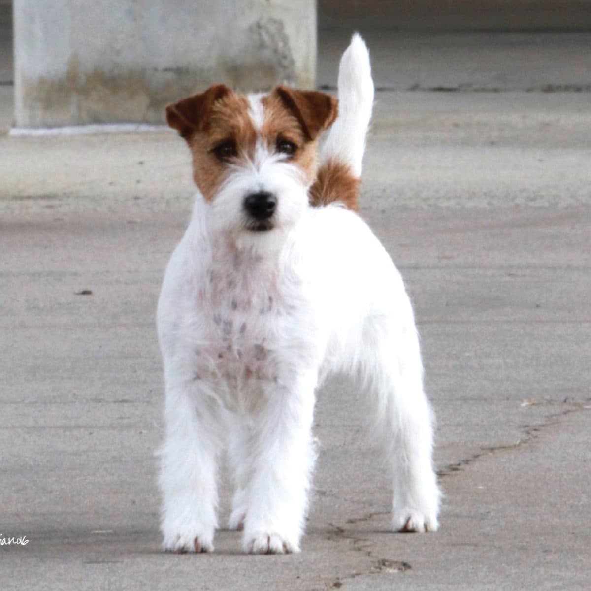 Russell Terrier