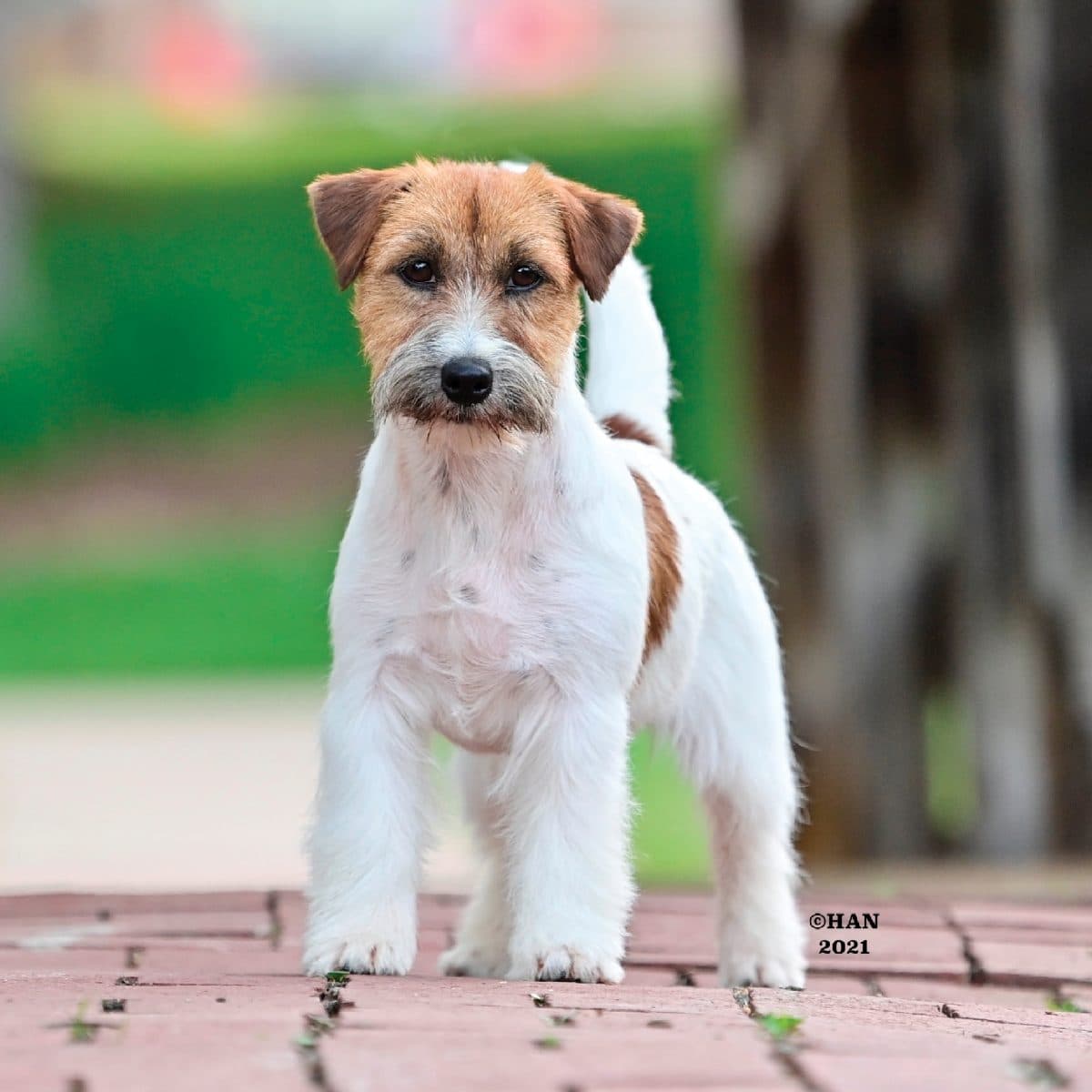 Russell Terrier