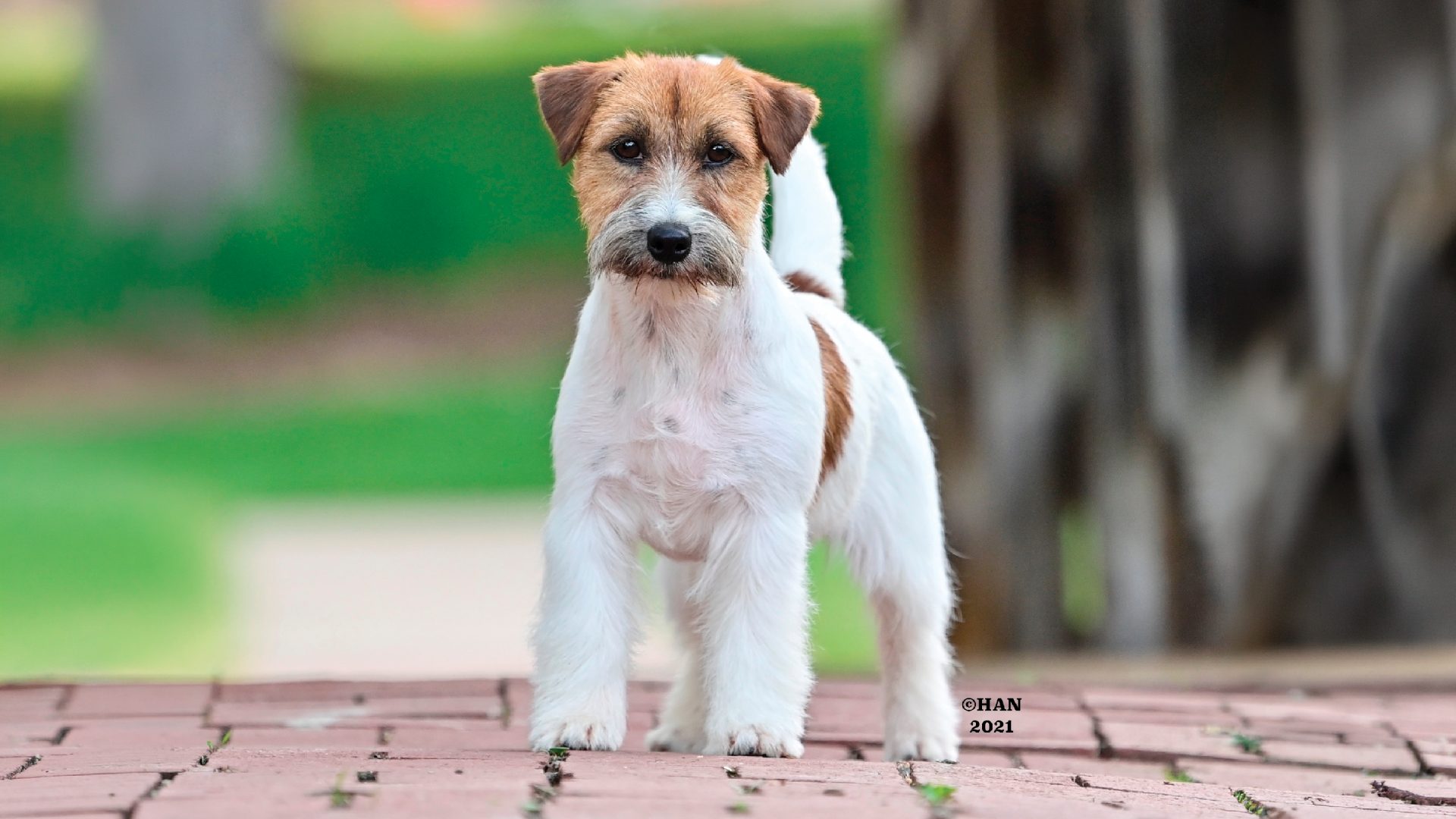 Russell Terrier