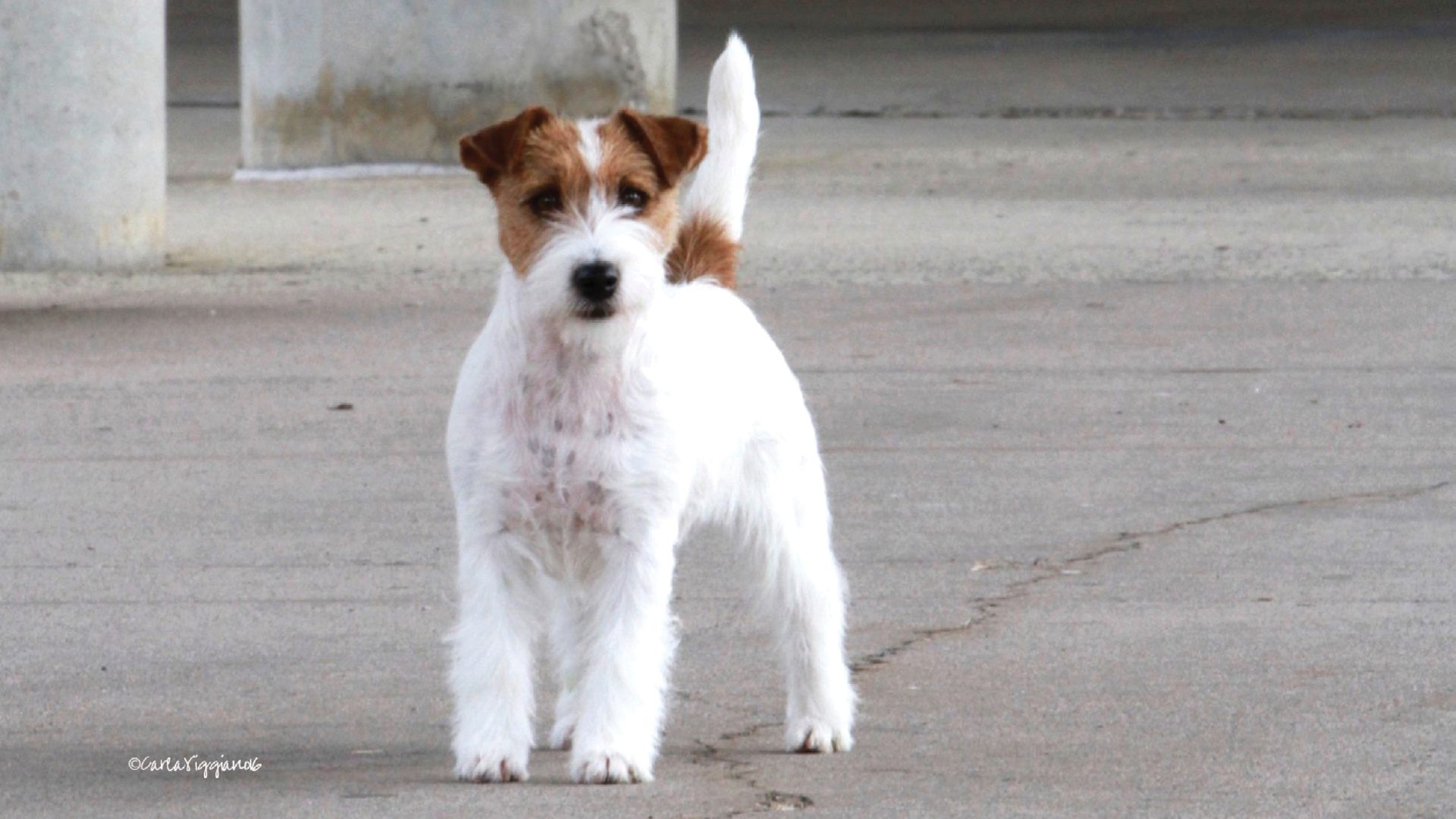 Russell Terrier