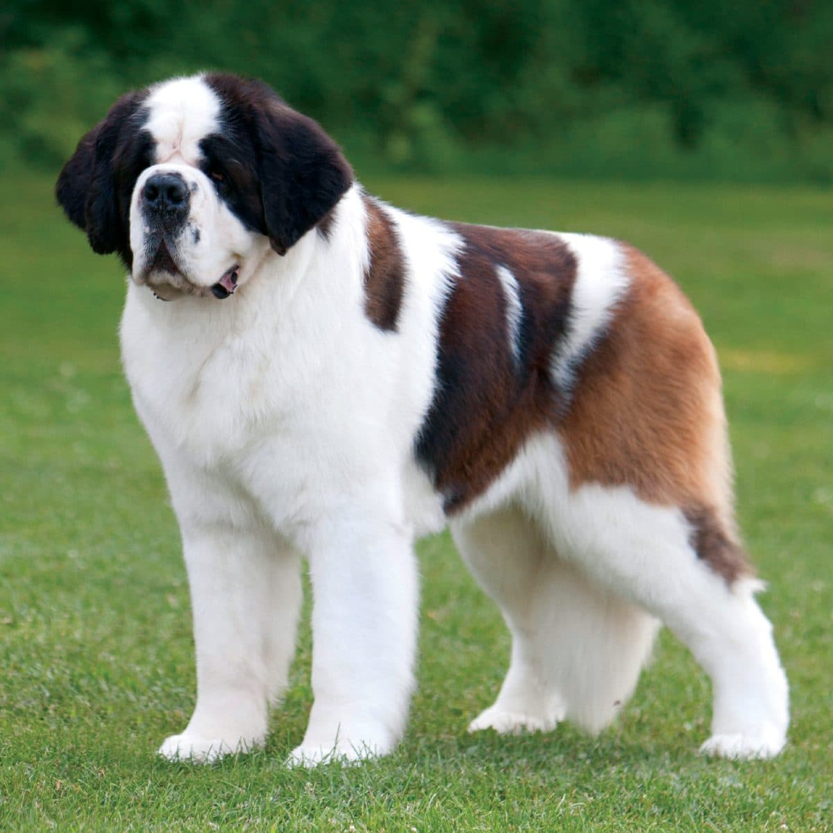 Saint Bernard