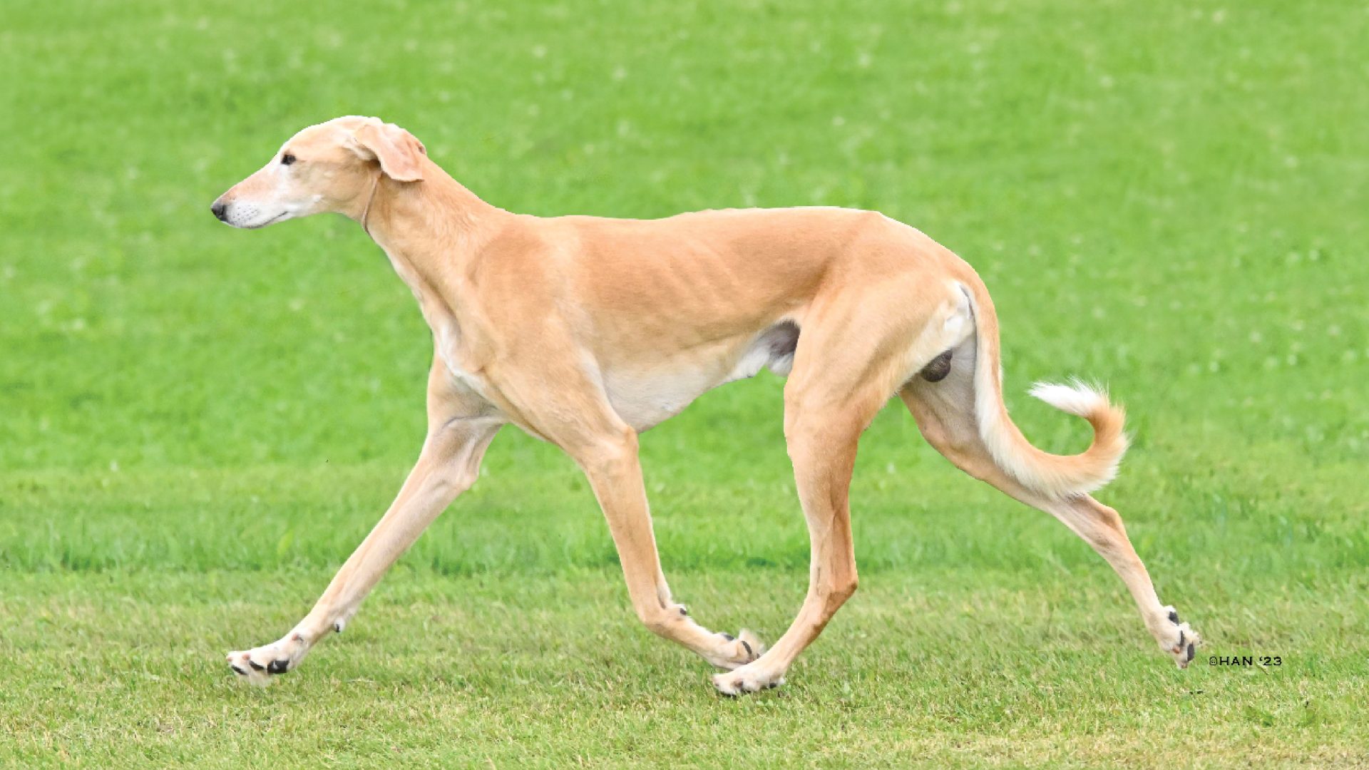 Saluki