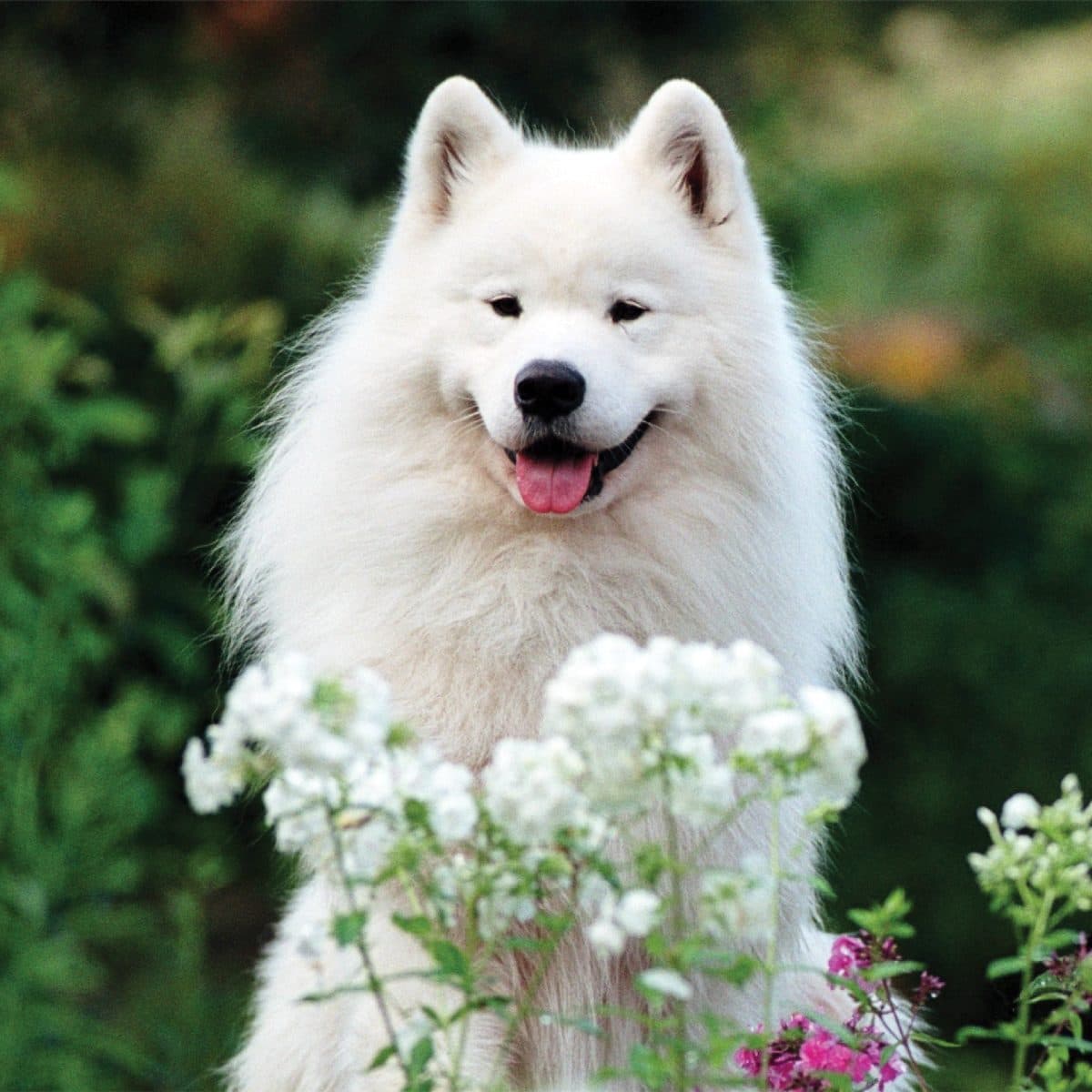 Samoyed