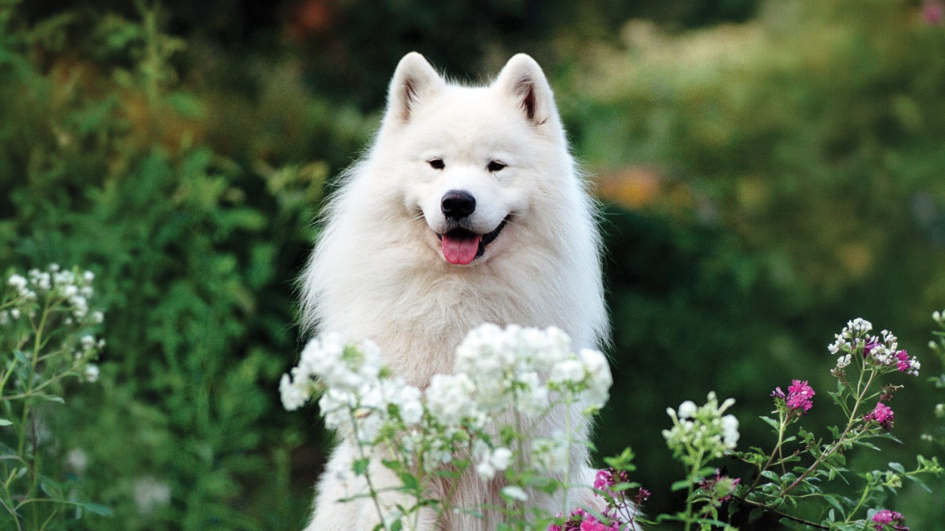 Samoyed