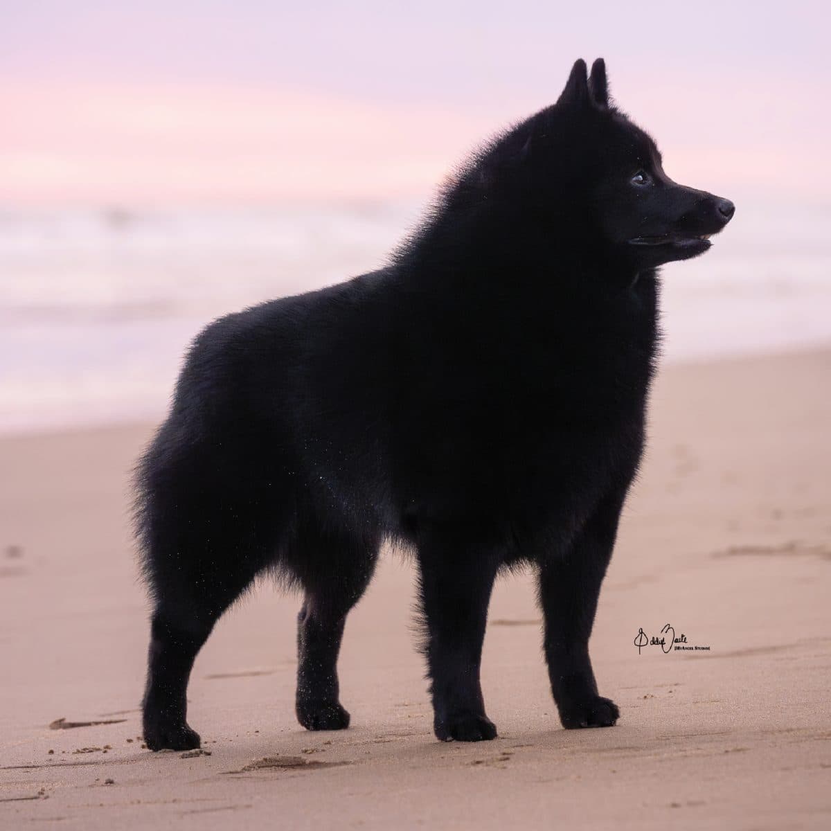 Schipperke