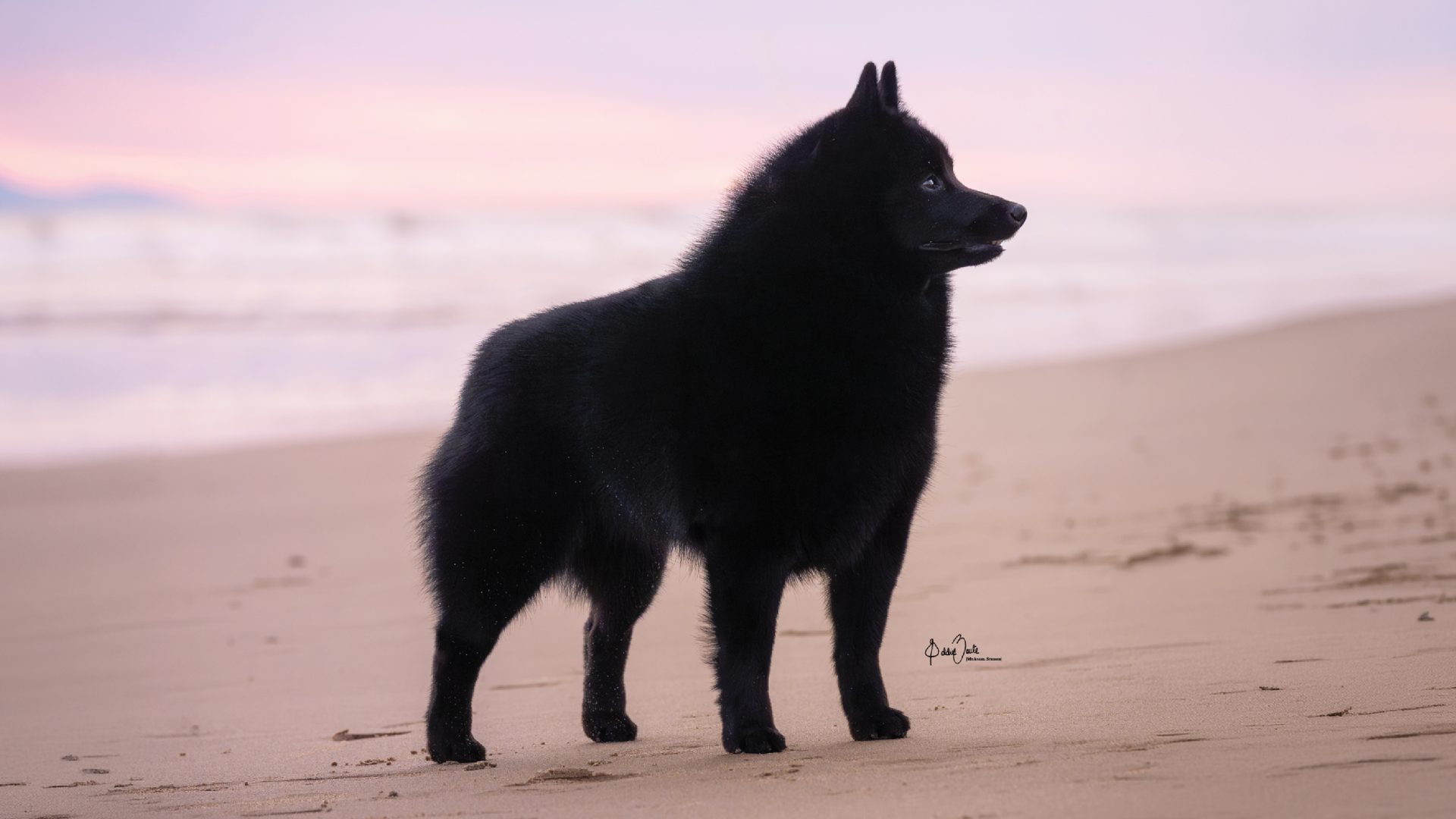 Schipperke