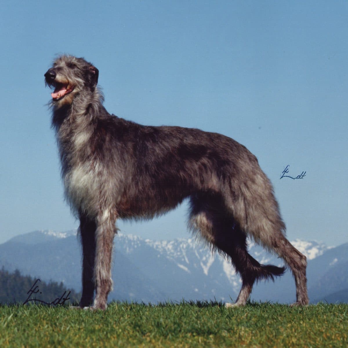 Scottish Deerhound