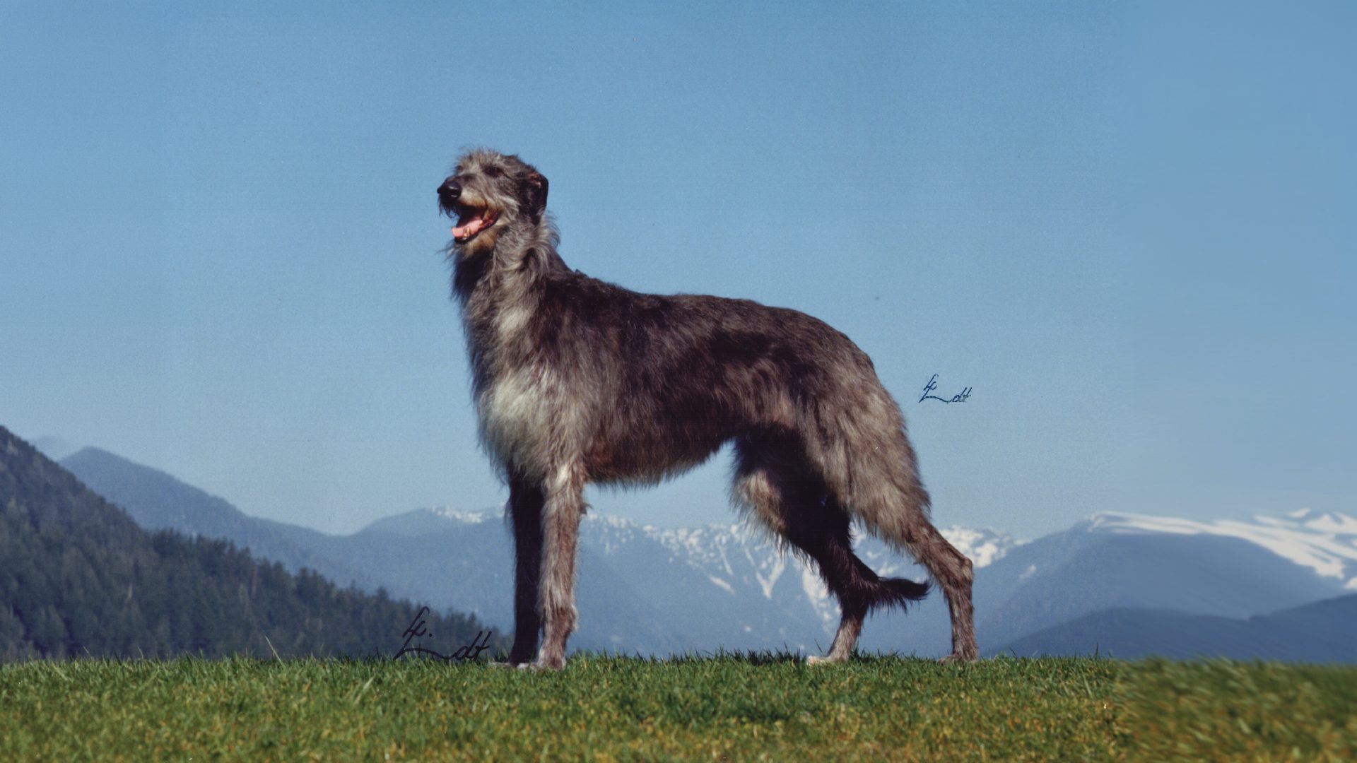 Scottish Deerhound