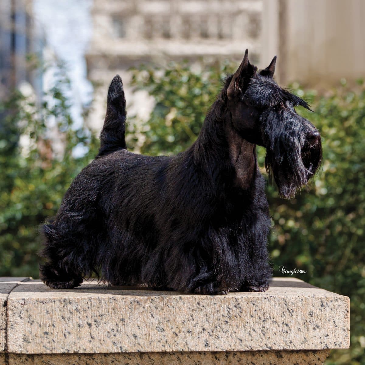Scottish Terrier