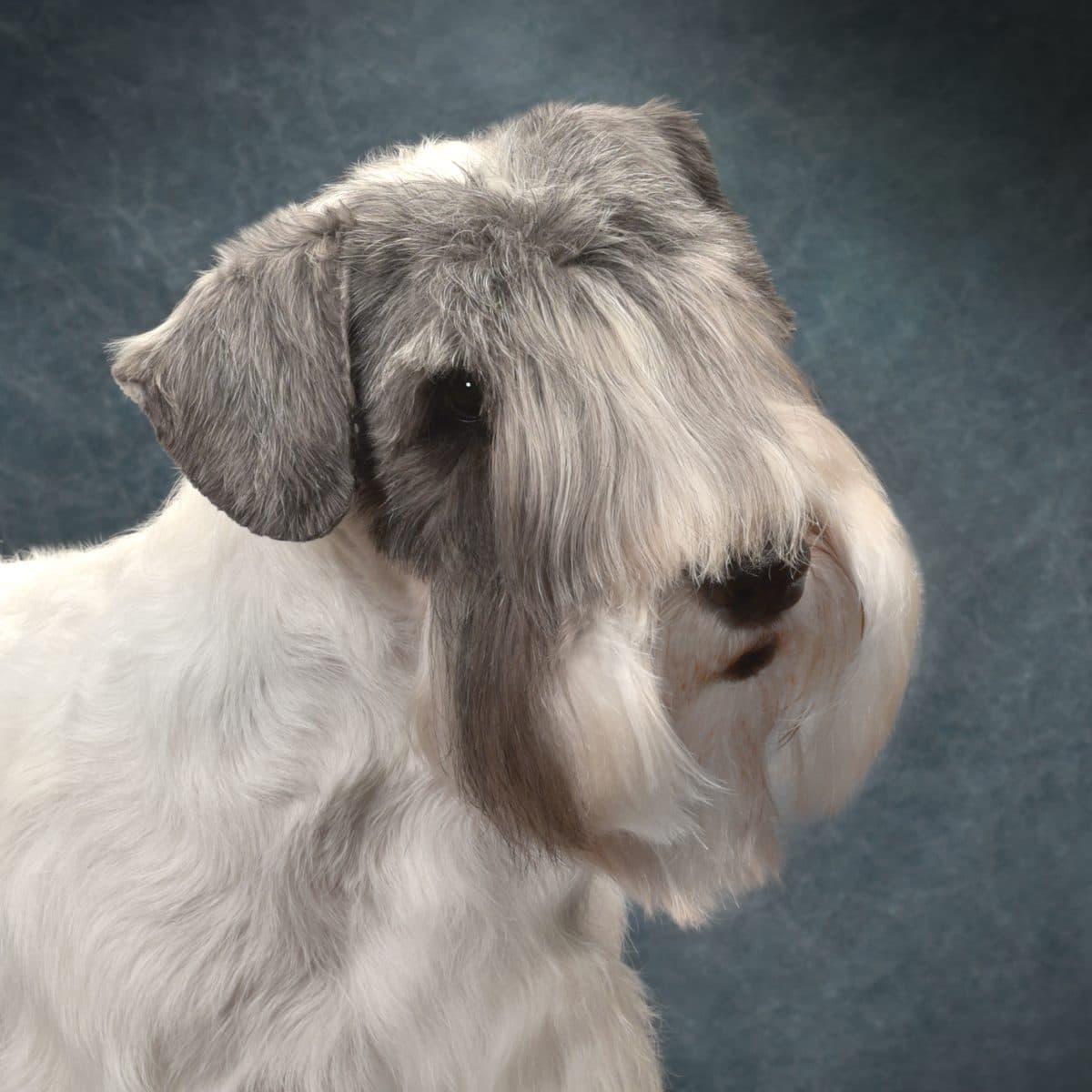Sealyham Terrier