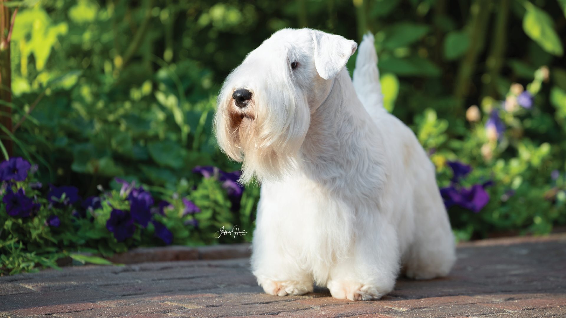 Sealyham Terrier