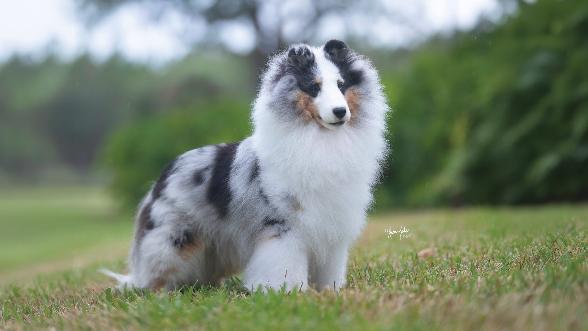 Shetland Sheepdog