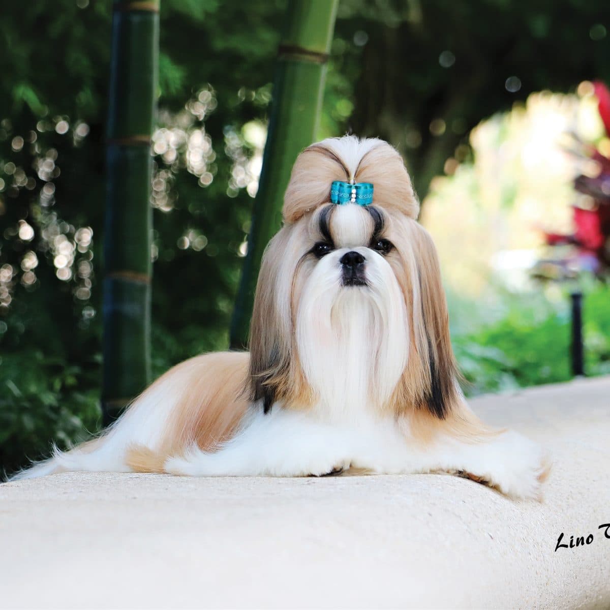 Shih Tzu